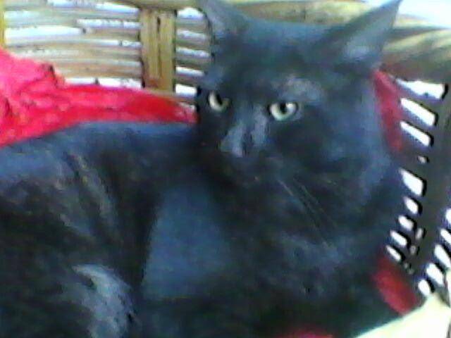 Mich - Mâle (2 ans)