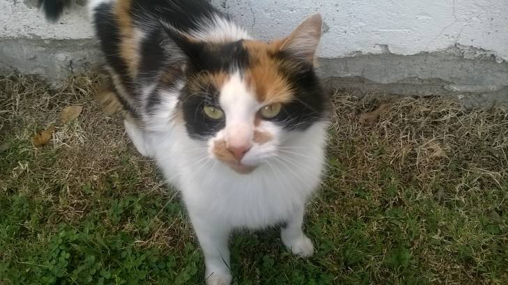 Violetta - (2 ans)
