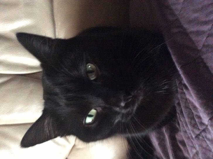 Titou - Mâle (3 ans)