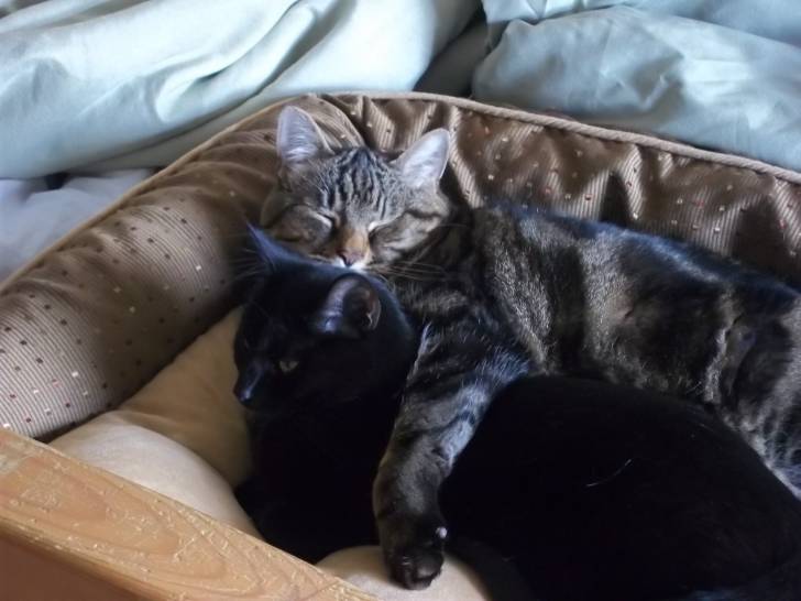 Bullet and Pepper -