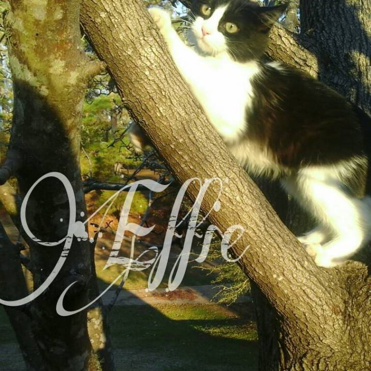Effie - (9 mois)