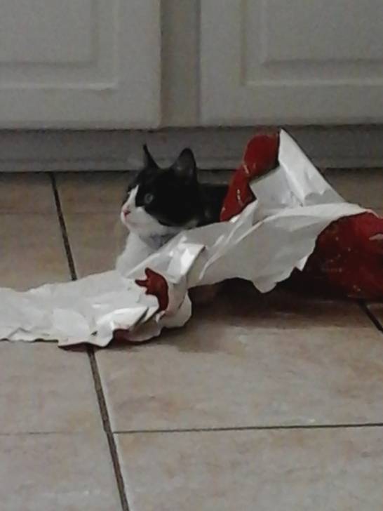 Effie - (9 mois)