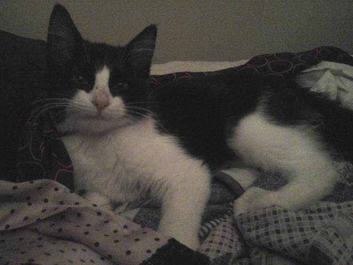 Effie - (9 mois)