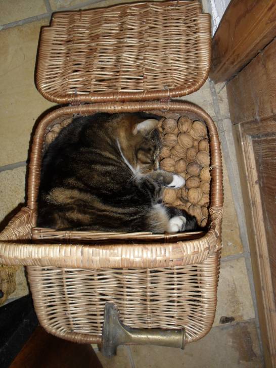 Plume - Mâle (15 ans)