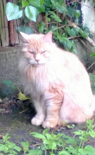 cat in my garden - Mâle (3 ans)