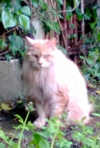 cat in my garden - Mâle (3 ans)