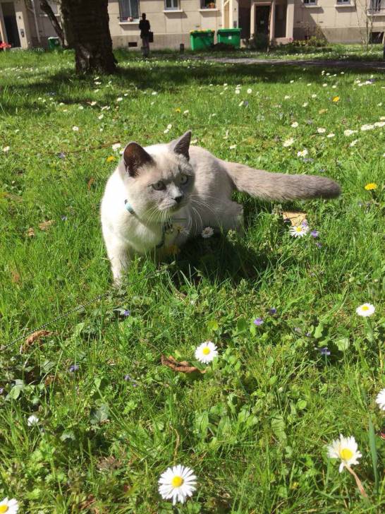 Luna - (11 mois)