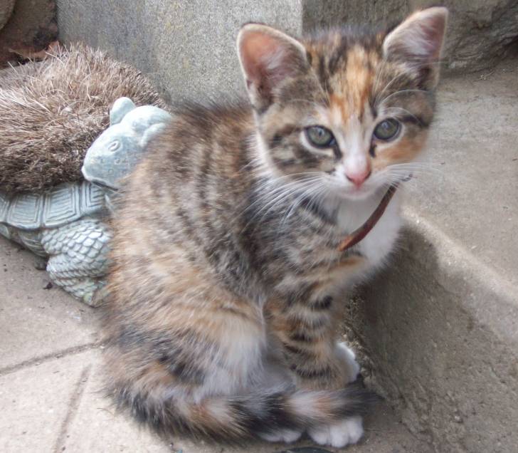 Iris - (6 mois)