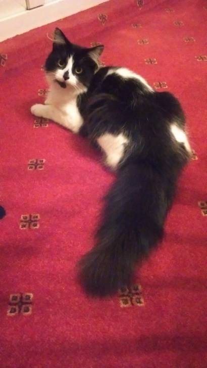 Frankie - (3 ans)