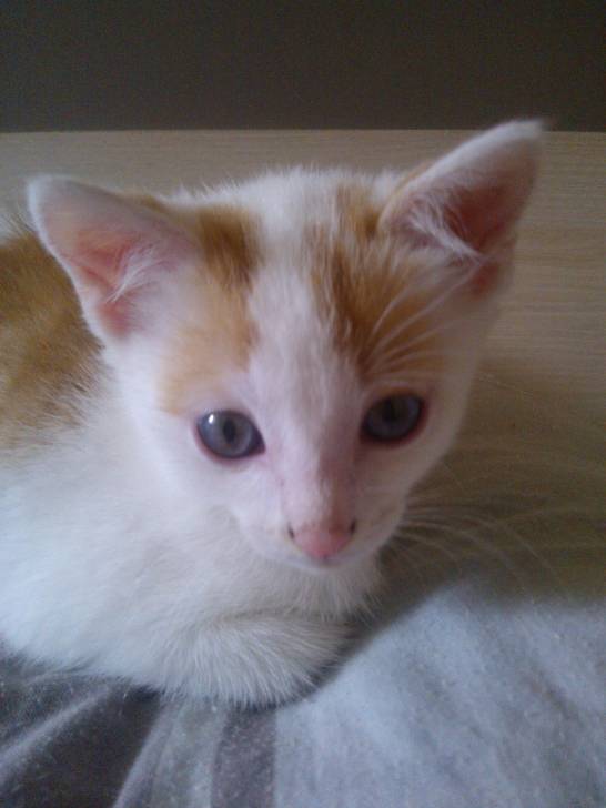 Léo - Mâle (3 mois)