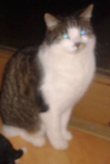 Socke - (6 ans)