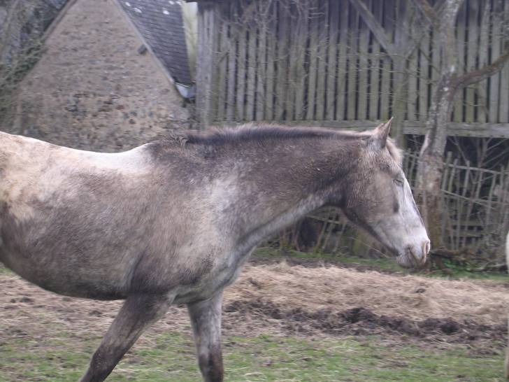Ridzi - Mâle (24 ans)