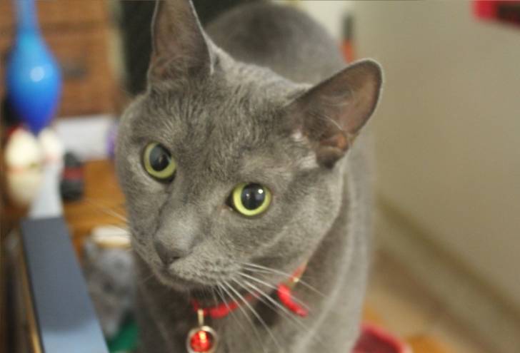 Lilly - (7 ans)