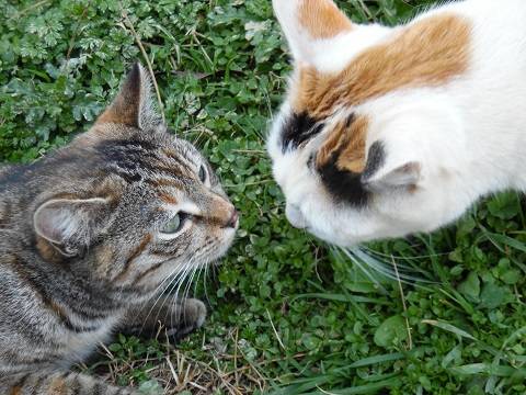 Tagada et Petit Ya Junior -
