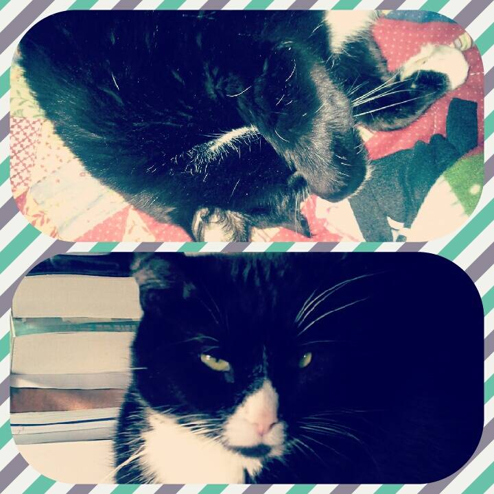Big Boy - Mâle (5 ans)