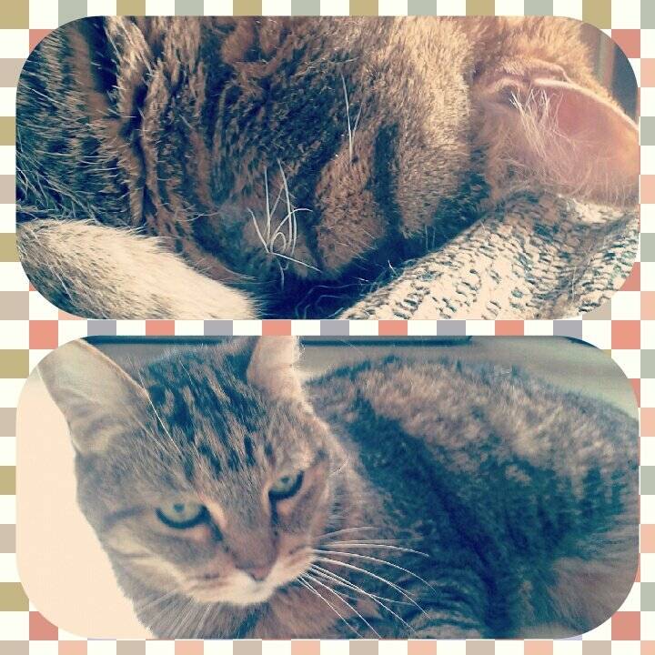 Tigger - (14 ans)