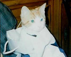 Simba -