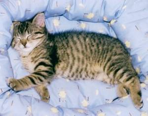 Noisette -