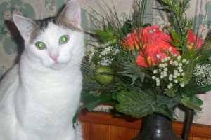 Canaille -