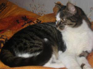 Chaussette -