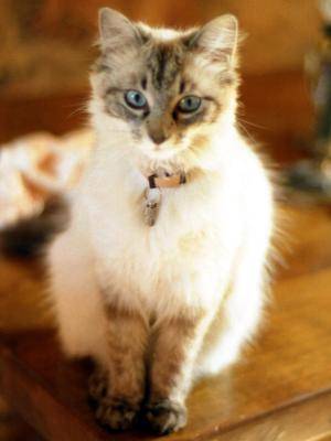 Lucille -