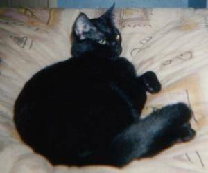Myrtille -