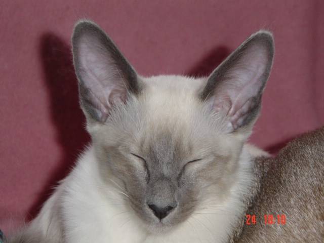 ulysse -