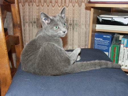 Sagane bleu russe -