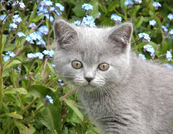 Maurice -