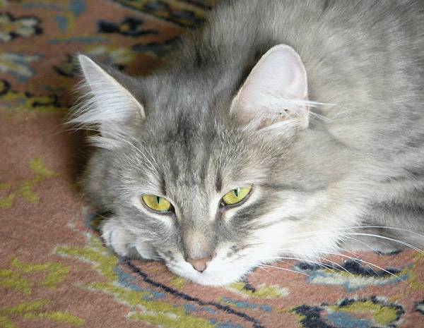 Chaussette -