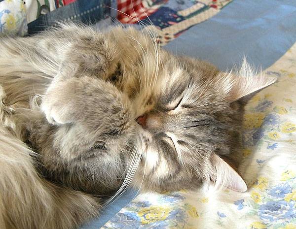 Chaussette -