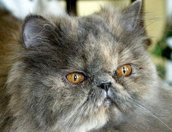 Minibou -