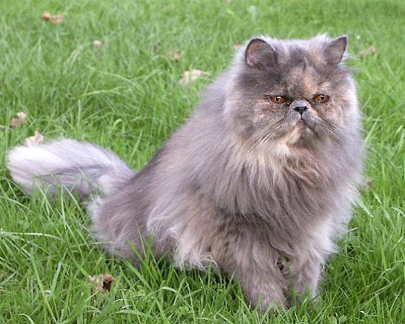 Minibou -