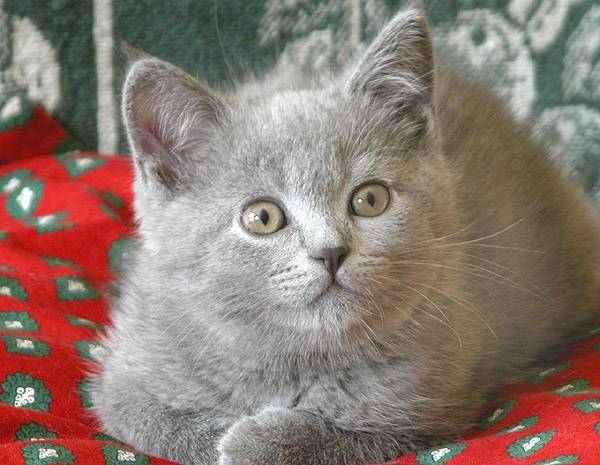 Maurice -