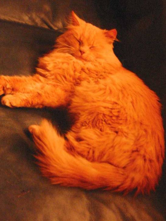 Mirabelle -