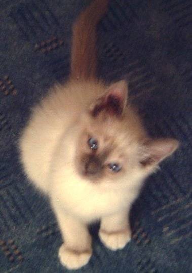 ugo, adorable bb birman de 3 mois - (3 mois)