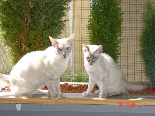ulotte et scampi -