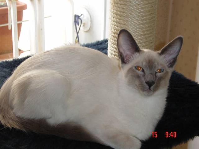 ulysse -