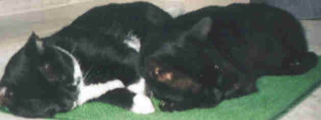 Romeo et Chipie -