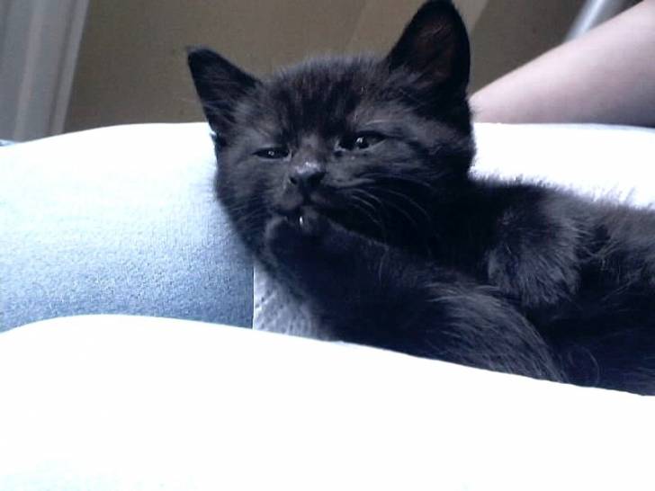 mogwai a 5 semaines -