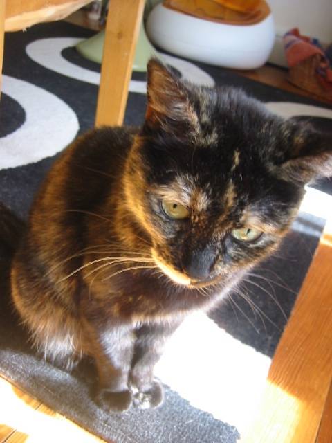 tabatha au soleil -