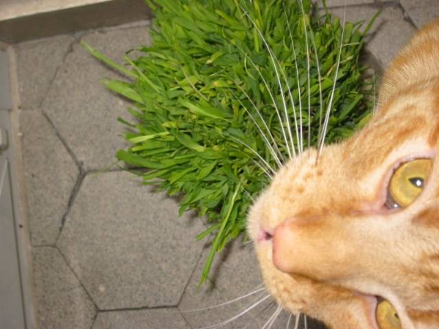 goliath et son herbe à chat -