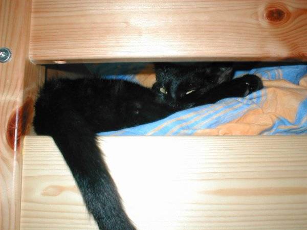 Kira joue à cache-cache -