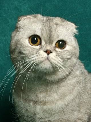 LA CHATTERIE DU CASTLE BLUE CAT -