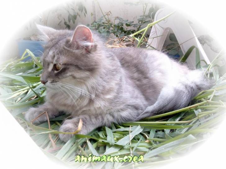 Saphir d'animaux.crea -
