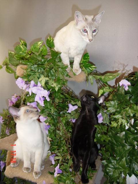 sur un arbre perches -