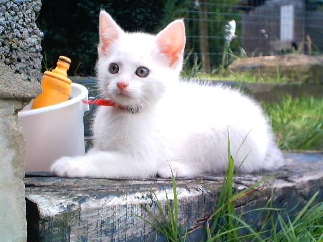 angel -