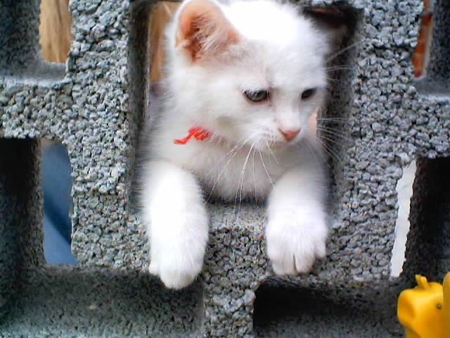 angel -