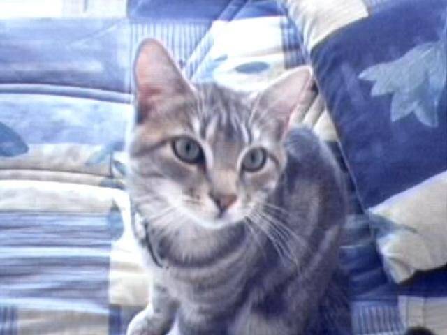 mizmi -
