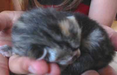 Chaton tigré -